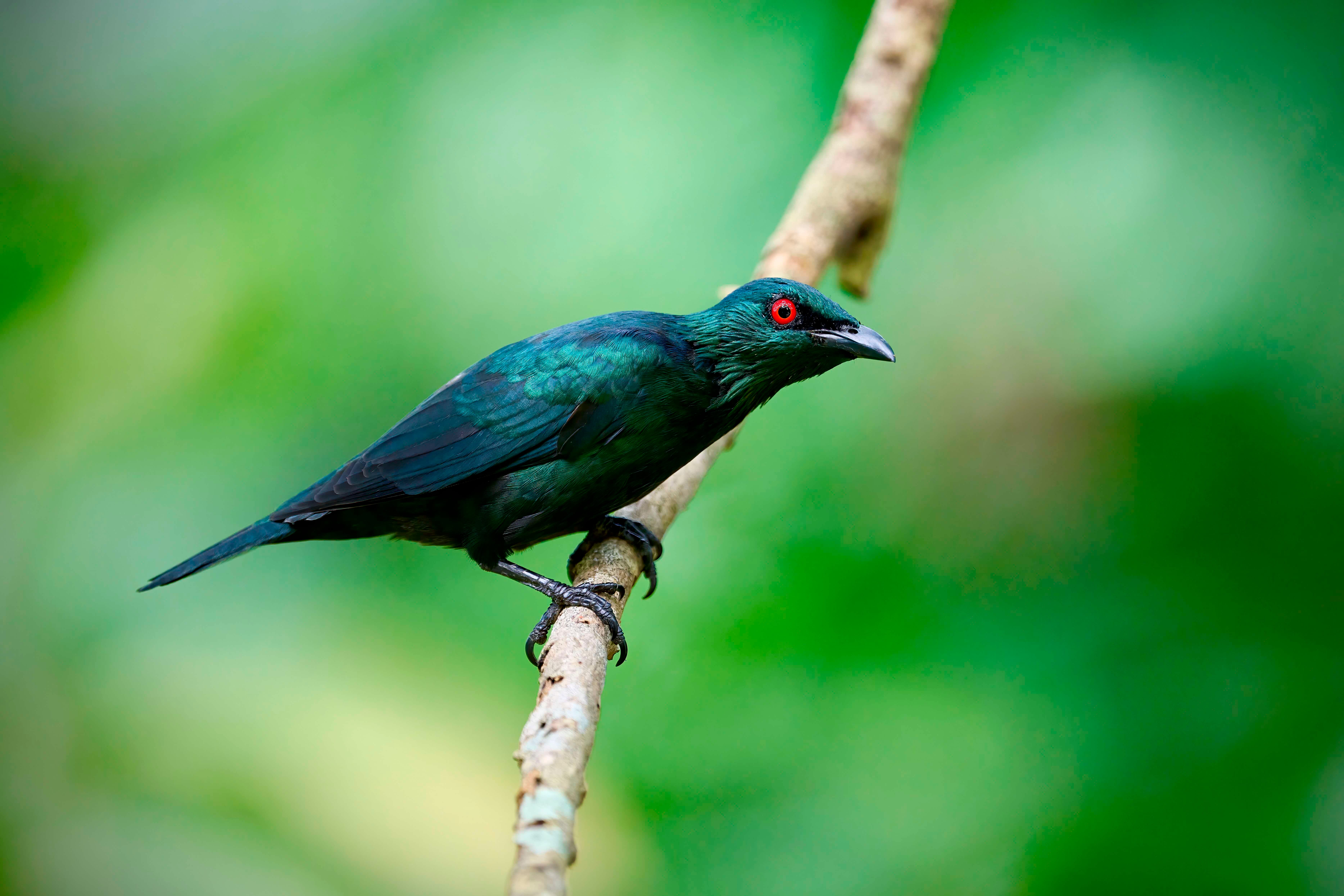 A photograph of an Asian glossy starling on a branch